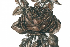 brown-rose